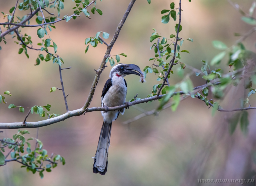 D04B9416-DeNoiseAI-standard 1.jpg